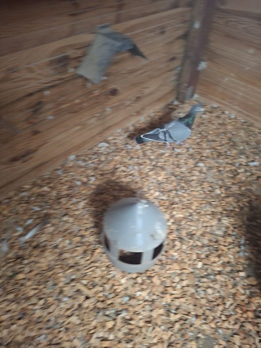 Gołębie młode tegoroczne