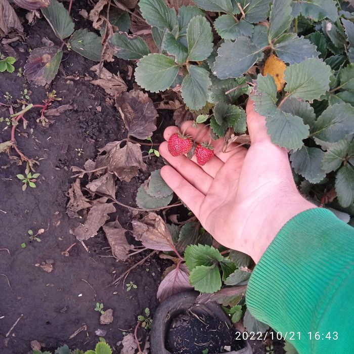 Садженці ремонтантної полуниці