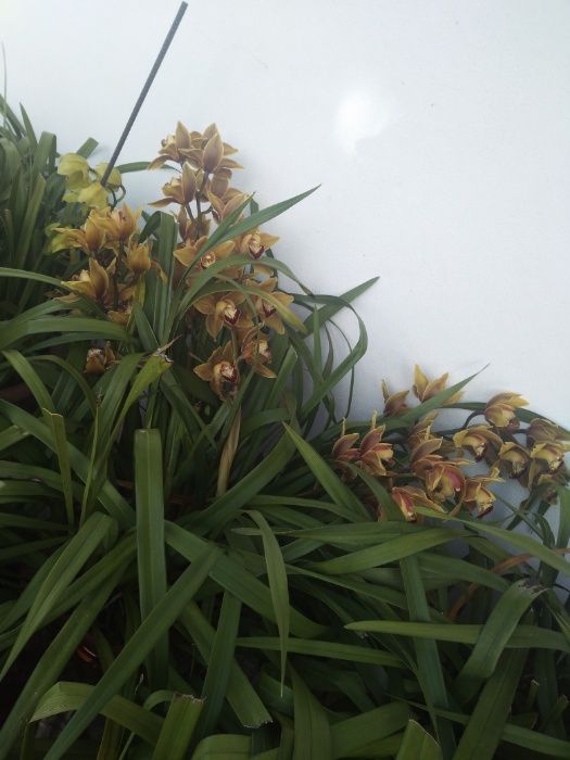 Orquídeas verde, bordô, amarela