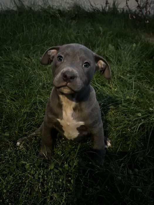 Szczeniak Amstaff