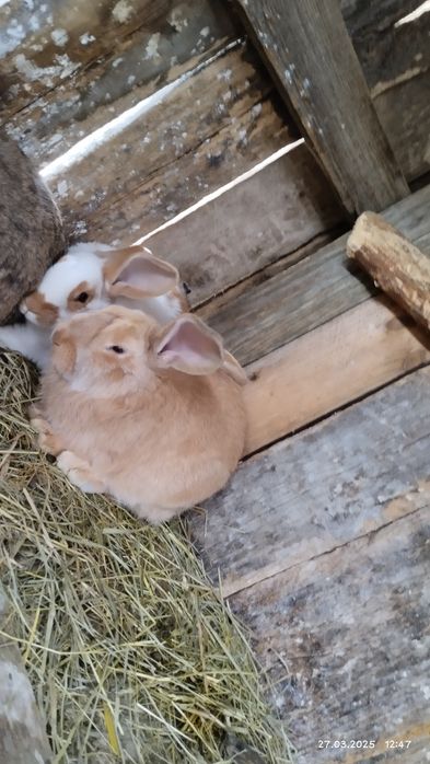 Продаються Кролики