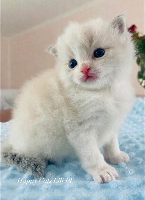 Ragdoll kocurek FPL / FIFe