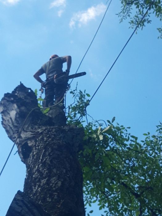 Зрізання зрізка дерев