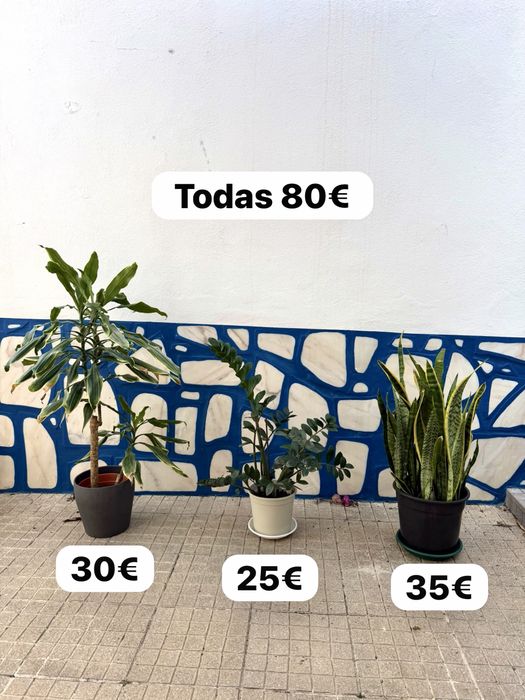 Plantas Diversas