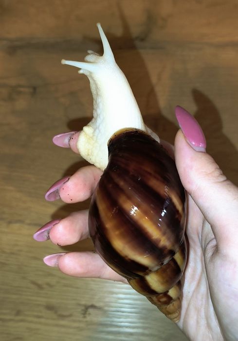 Lissachatina fulica albino body ślimaki