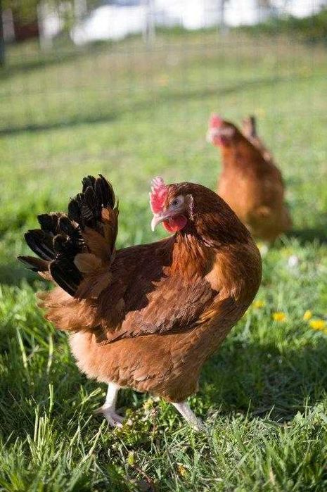 Kury nioski Rosa brązowa dowóz gratis