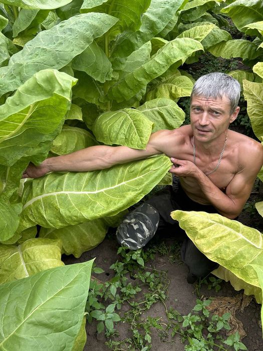 Насіння Табака. Семена табака