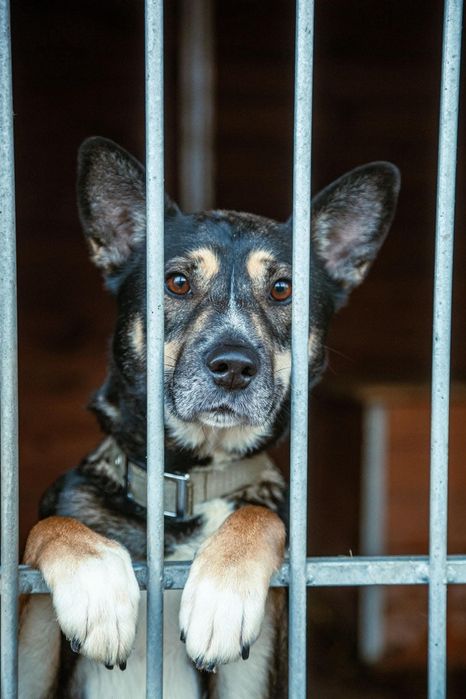 Kubuś lat 4 to młody, skrzywdzony przez los psiak. Chętnie wychodzi na