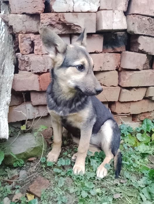 Цуценя безкоштовно