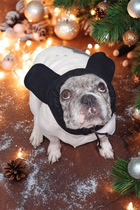 Одежда для собак