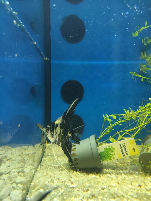 Escalares Pterophyllum scalare