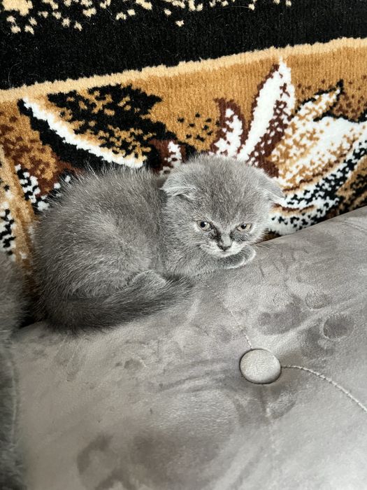 Продаються Британці
