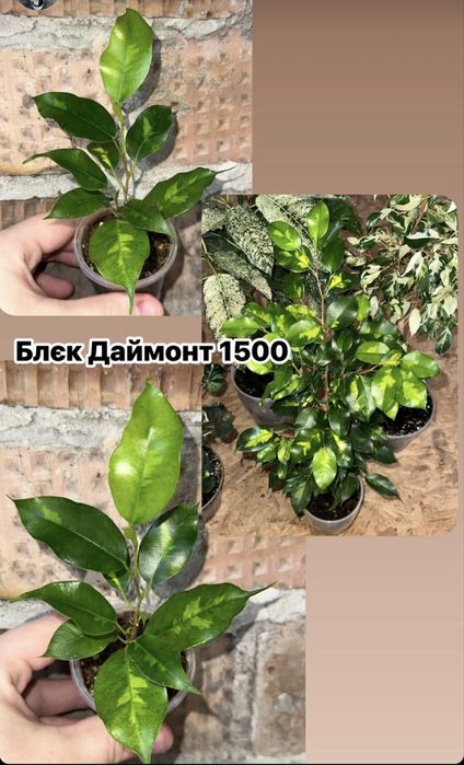 Фікус ,Фикус , Триангулярис , Бенджамін