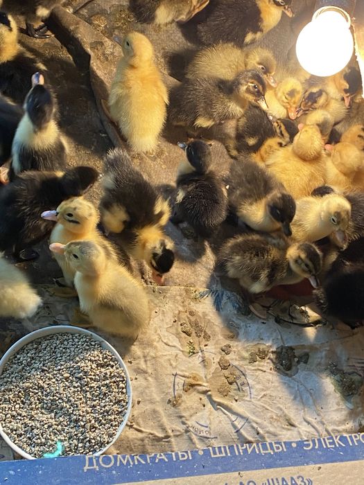 Качки башкирка, фаворит, біла.