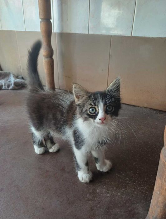 Котята в ответственные, добрые, любящие руки.