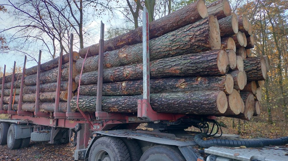 Sosna tartaczna dłużyca drewno kłoda drewno budowlane