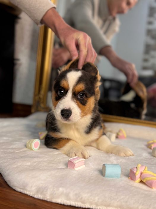 Шикарні цуцики Коргі Кардиган