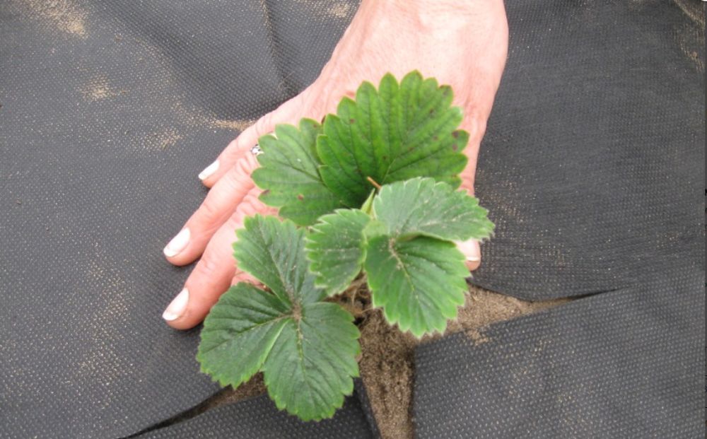 АГРОВОЛОКНО Укривне біле та чорне Мульча/Спанбонд/П-17 до П-50/Є ОПТ