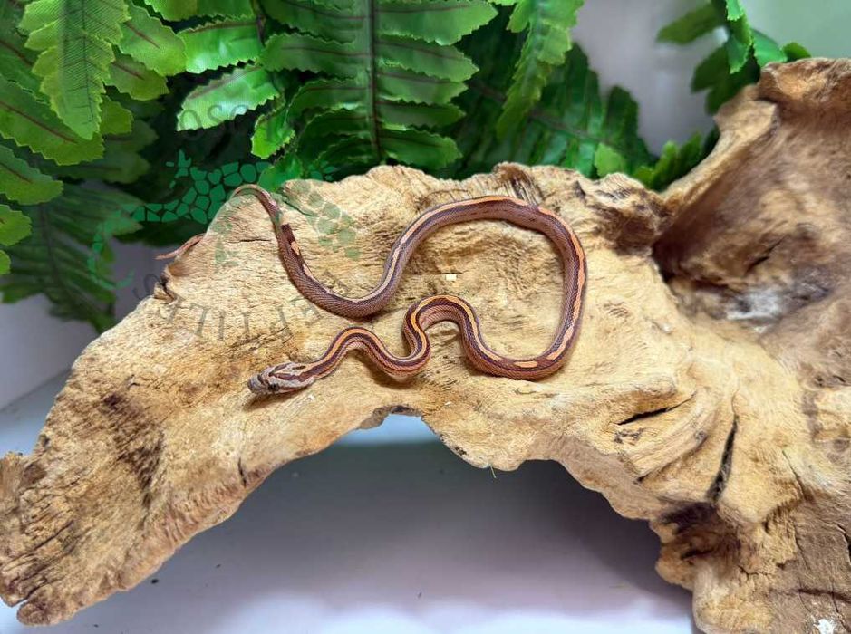 Wąż zbożowy węże zbożowe Gdańsk