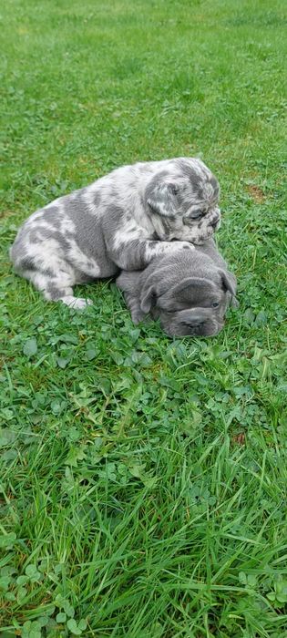 Buldog Francuski