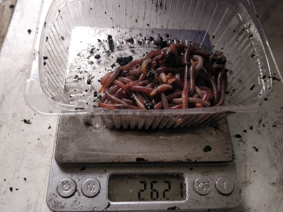 Опарыш,фасований червь, дендробена, мотиль мешковой, опариш