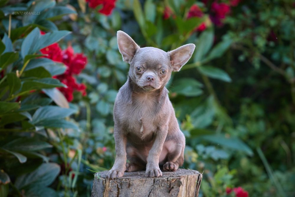 Чекає сім'ю ~ Чіхуахуа
