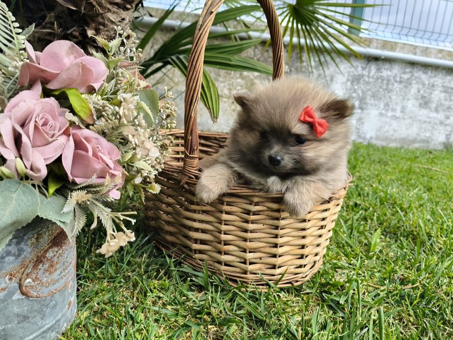 Spitz alemão anão menina