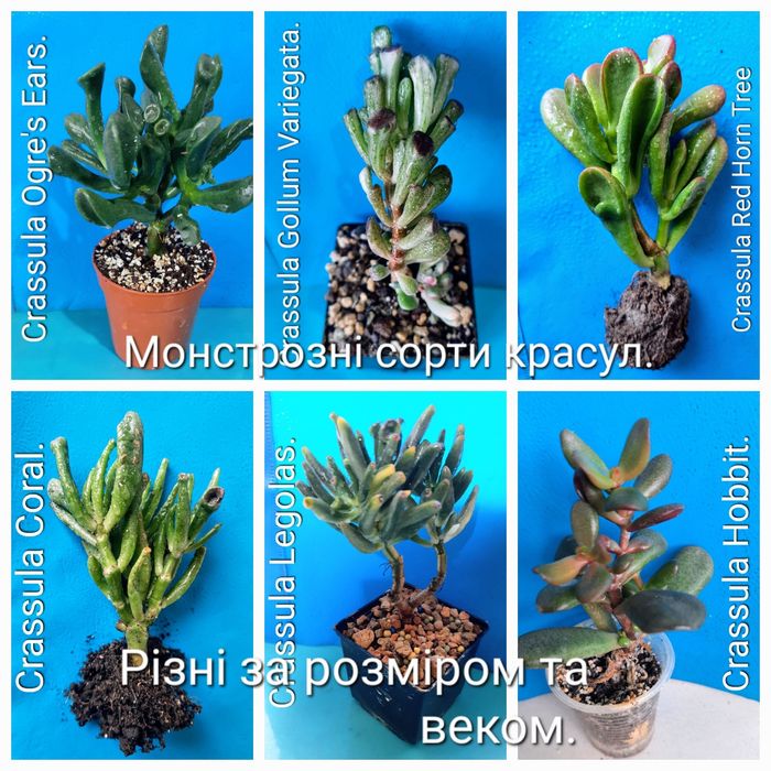 Красули, товстянки, грошовi дерева, crassula.