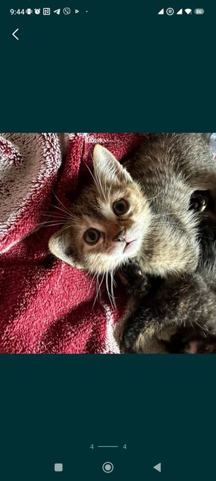 Красивые котята бесплатно