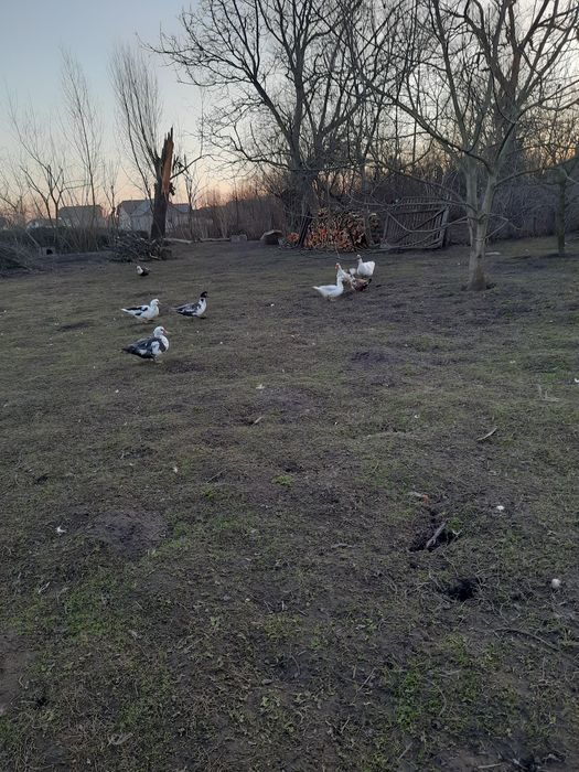 Інкубаційні яйця індокачок