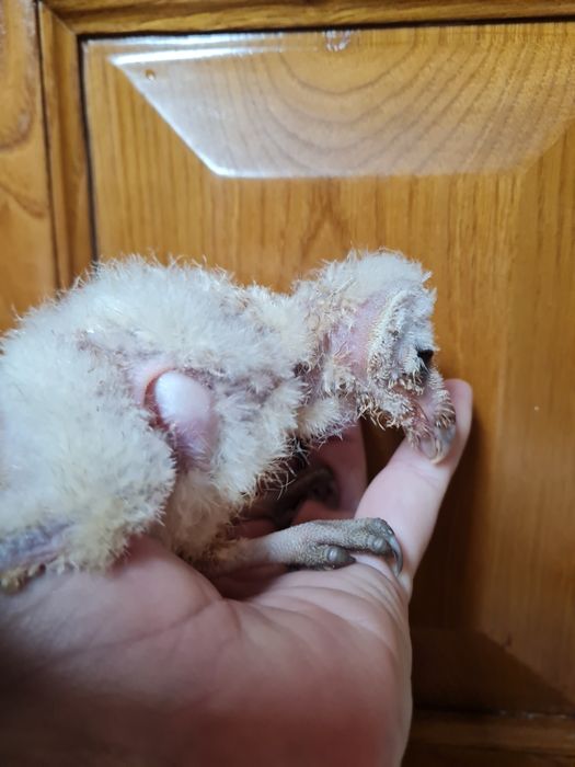 Aves para criar a mão