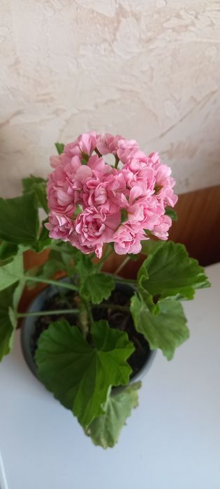 Пеларгонія "АНІТА"