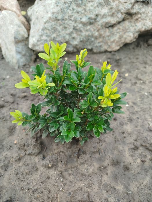 Самшит. Кущі самшиту