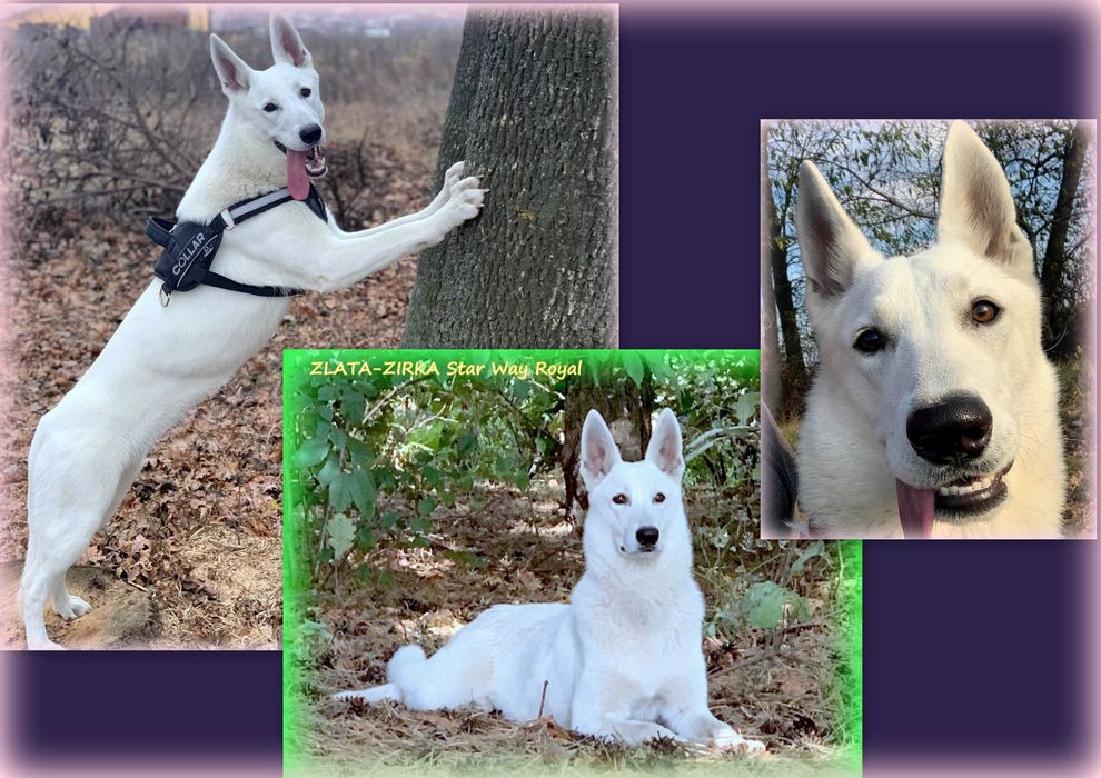 Швейцарська/Німецька Біла Вівчарка - Проф.розплідник з 2006р, цуценята