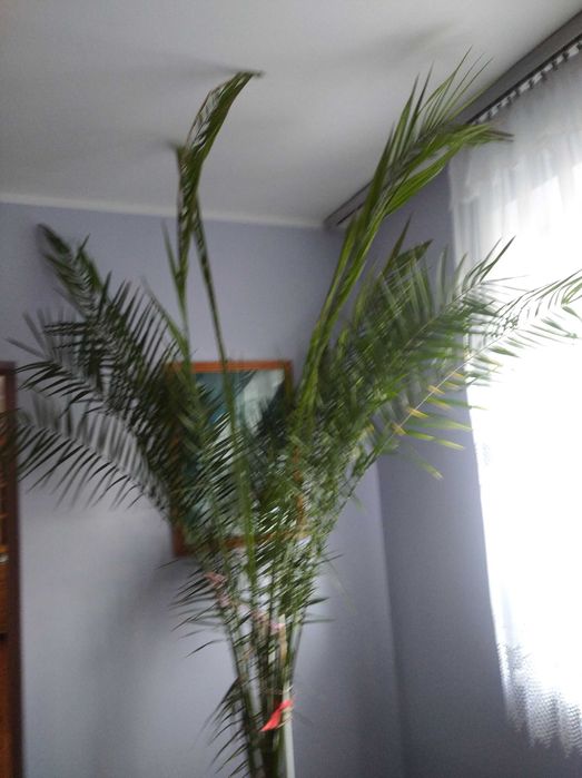 Palma królewsk piękne duża roślina