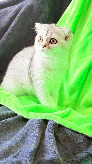 Macho  Scottish fold