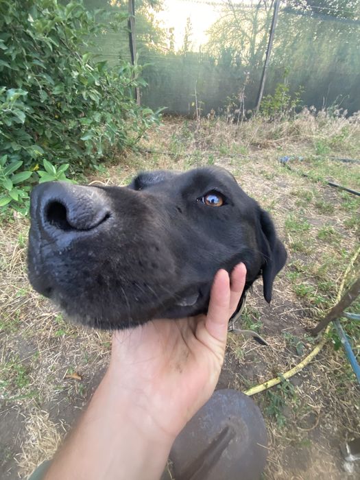 Лабрадор віддамо в добрі руки