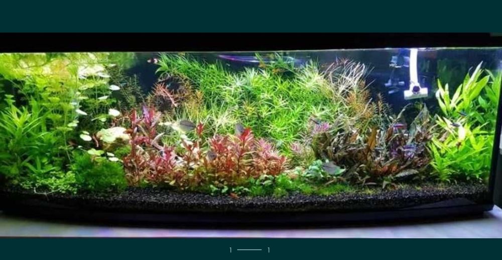 Rosliny akwariowe mix Wysylka