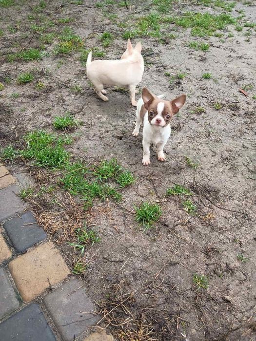 Чихуахуа в пошуках 7-ї