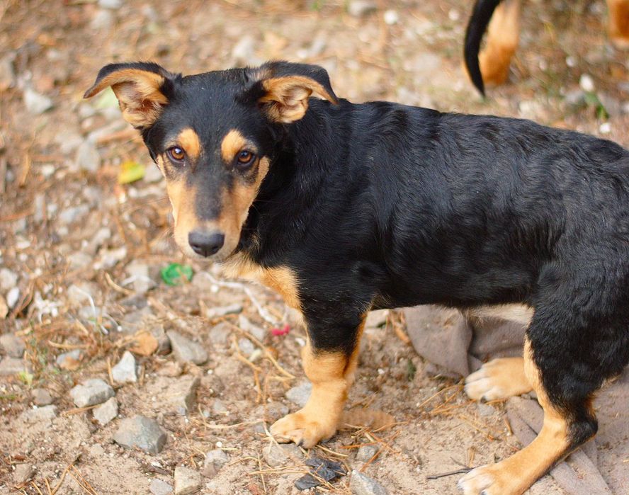 Цуцики в добрі руки