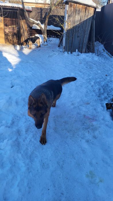 Продам  Цуценят Німецької Вівчарки