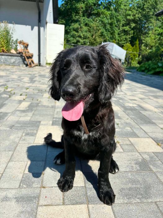 Bella w typie cocker spaniel