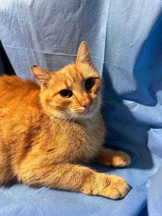 Ruda kotka do adopcji