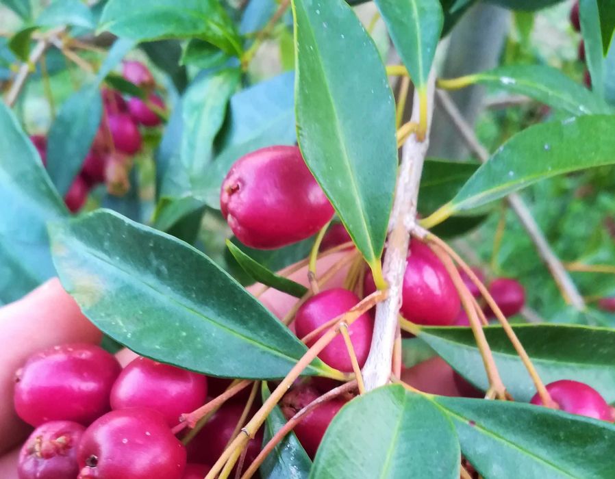 Lilly Pilly - Syzygium australe