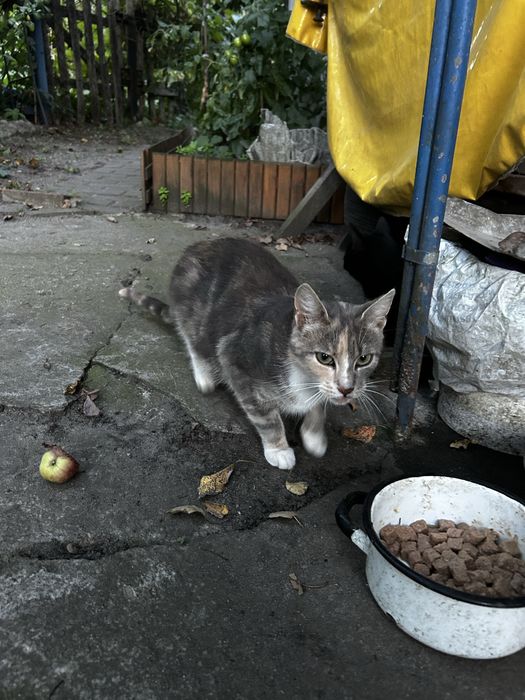 Kotka pilnie szuka domu