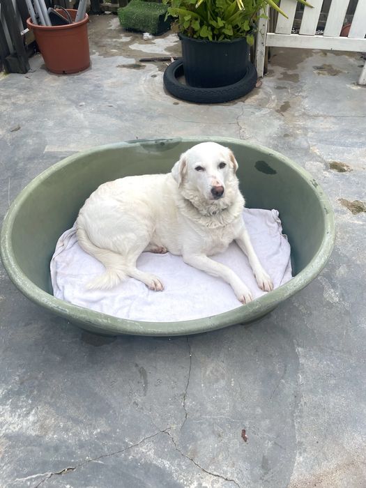 Cama para cão porte medio grande