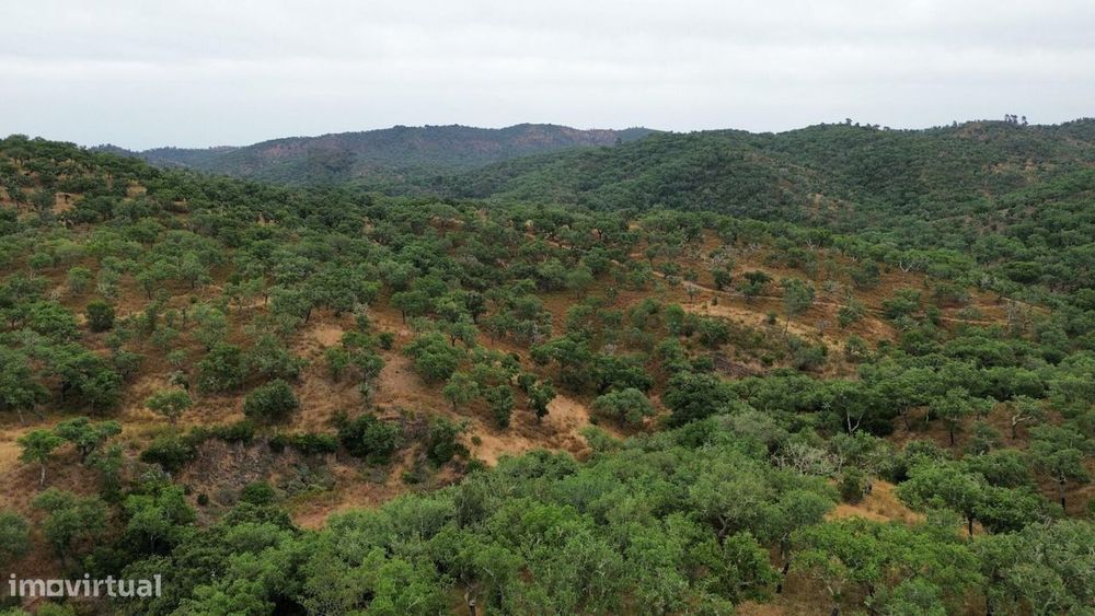 Terreno com Ruína e Potencial de Construção – Privacidade e Natureza a