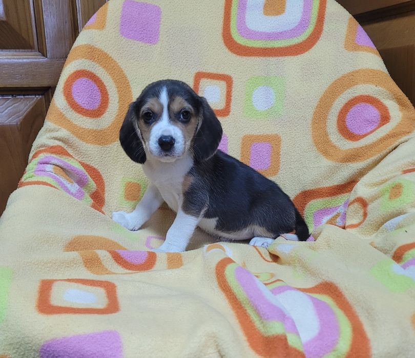 Beagle tricolor macho