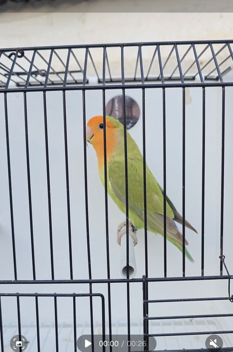 Agapornis Roseicollis Longfeather