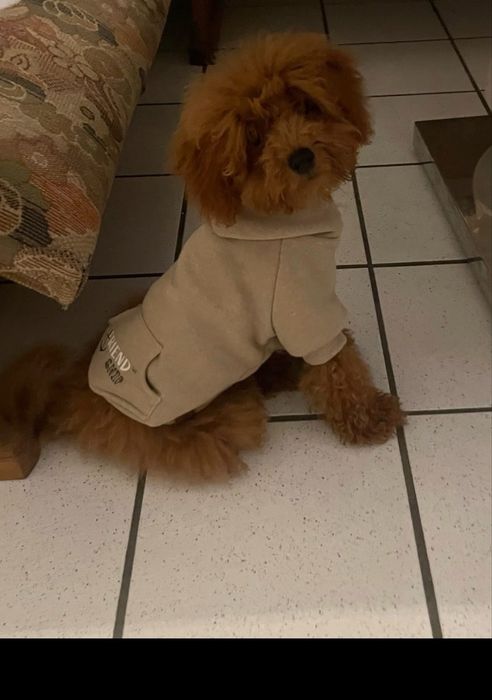 мини/той пудель абрикос, teddy face, документы, чип